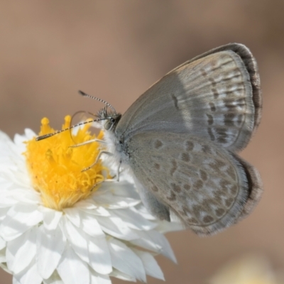 Zizina otis (Common Grass-Blue) at Umbagong District Park - 24 Feb 2024 by kasiaaus