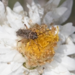 Nysius vinitor at Latham, ACT - 24 Feb 2024 01:58 PM