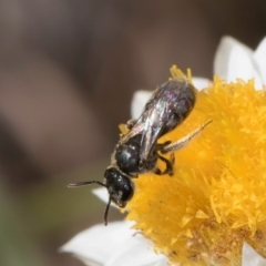 Lasioglossum (Chilalictus) sp. (genus & subgenus) (Halictid bee) at Blue Devil Grassland, Umbagong Park (BDG) - 24 Feb 2024 by kasiaaus