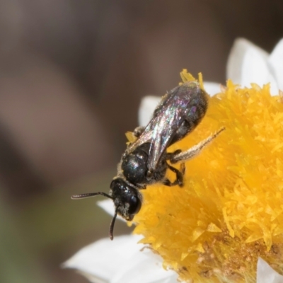 Lasioglossum (Chilalictus) sp. (genus & subgenus) (Halictid bee) at Blue Devil Grassland, Umbagong Park (BDG) - 24 Feb 2024 by kasiaaus