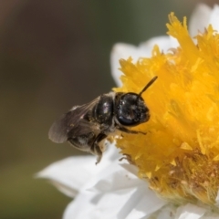 Lasioglossum (Chilalictus) sp. (genus & subgenus) at Latham, ACT - 24 Feb 2024