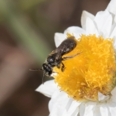 Lasioglossum (Chilalictus) sp. (genus & subgenus) at Latham, ACT - 24 Feb 2024