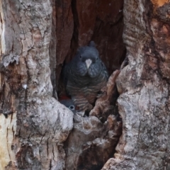 Callocephalon fimbriatum (Gang-gang Cockatoo) at GG52 - 24 Feb 2024 by LisaH