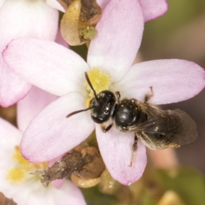 Lasioglossum sp. (genus) (Furrow Bee) at Latham, ACT - 24 Feb 2024 by kasiaaus