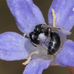 Hylaeus (Prosopisteron) sp. (genus & subgenus) (Masked Bee) at Latham, ACT - 24 Feb 2024 by kasiaaus