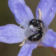 Hylaeus (Prosopisteron) sp. (genus & subgenus) at Latham, ACT - 24 Feb 2024 02:04 PM