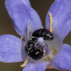 Hylaeus (Prosopisteron) sp. (genus & subgenus) at Latham, ACT - 24 Feb 2024 02:04 PM