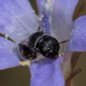 Hylaeus (Prosopisteron) sp. (genus & subgenus) at Latham, ACT - 24 Feb 2024 02:04 PM