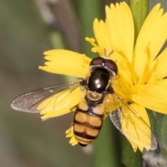 Simosyrphus grandicornis (Common hover fly) at Blue Devil Grassland, Umbagong Park (BDG) - 24 Feb 2024 by kasiaaus