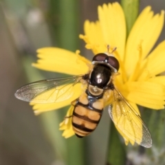 Simosyrphus grandicornis at Latham, ACT - 24 Feb 2024 02:05 PM