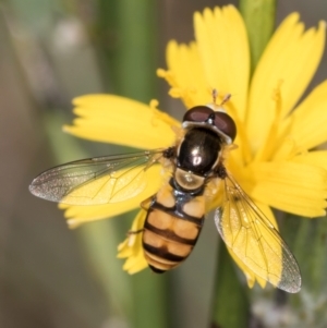 Simosyrphus grandicornis at Latham, ACT - 24 Feb 2024