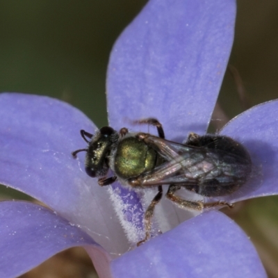 Lasioglossum (Homalictus) urbanum (Furrow Bee) at Umbagong District Park - 24 Feb 2024 by kasiaaus