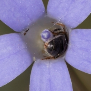 Lasioglossum (Homalictus) urbanum at Blue Devil Grassland, Umbagong Park (BDG) - 24 Feb 2024