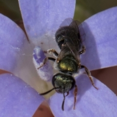 Lasioglossum (Homalictus) urbanum at Latham, ACT - 24 Feb 2024 02:09 PM