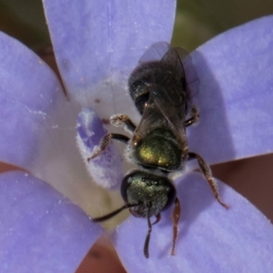 Lasioglossum (Homalictus) urbanum at Blue Devil Grassland, Umbagong Park (BDG) - 24 Feb 2024