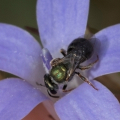 Lasioglossum (Homalictus) urbanum at Latham, ACT - 24 Feb 2024 02:09 PM