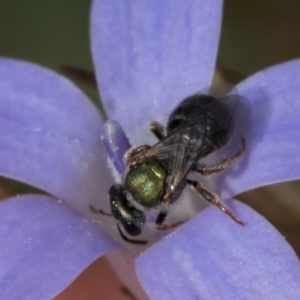 Lasioglossum (Homalictus) urbanum at Latham, ACT - 24 Feb 2024 02:09 PM