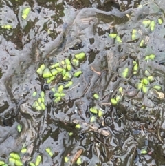 Wolffia australiana (Tiny Duckweed) at Breadalbane, NSW - 24 Feb 2024 by JaneR