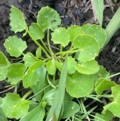 Centella asiatica (Pennywort, Centella, Indian Pennywort) at Breadalbane, NSW - 24 Feb 2024 by JaneR