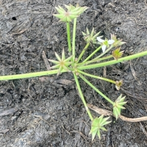 Damasonium minus at Breadalbane, NSW - 24 Feb 2024 03:05 PM