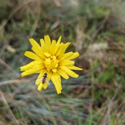 Microseris lanceolata (Yam Daisy) at Kosciuszko National Park - 22 Feb 2024 by HelenCross
