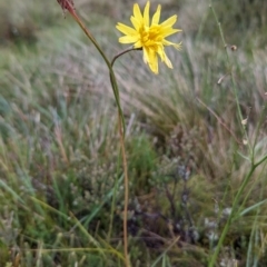 Microseris lanceolata at Kosciuszko National Park - 23 Feb 2024 09:40 AM