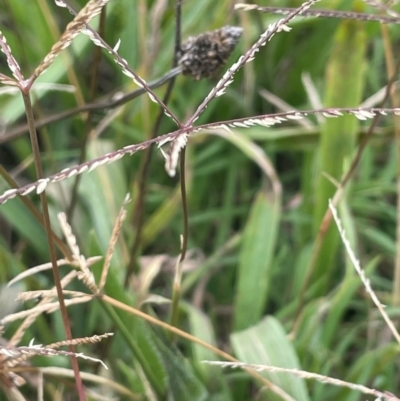 Cynodon dactylon (Couch Grass) at Breadalbane, NSW - 24 Feb 2024 by JaneR