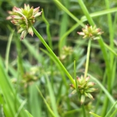 Juncus fockei (A Rush) at Breadalbane, NSW - 24 Feb 2024 by JaneR