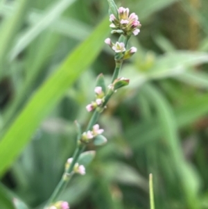 Polygonum arenastrum at Breadalbane, NSW - 24 Feb 2024 04:18 PM