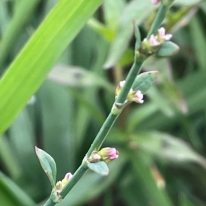 Polygonum arenastrum at Breadalbane, NSW - 24 Feb 2024