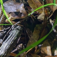 Mixophyes fasciolatus (Great Barred Frog) at Gleniffer, NSW - 24 Feb 2024 by NJ