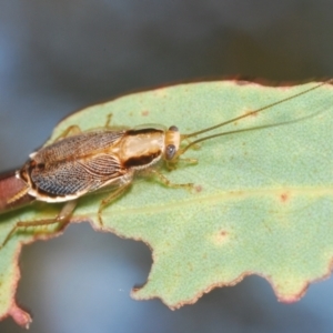 Balta sp. (genus) at Lower Cotter Catchment - 24 Feb 2024