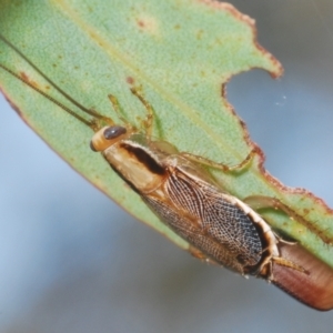 Balta sp. (genus) at Lower Cotter Catchment - 24 Feb 2024