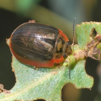 Paropsisterna agricola (Eucalyptus leaf beetle) at Uriarra Village, ACT - 24 Feb 2024 by Harrisi