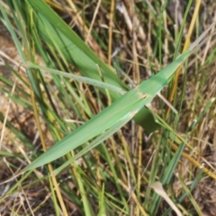 Acrida conica (Giant green slantface) at Uriarra Village, ACT - 24 Feb 2024 by Harrisi