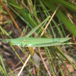 Acrida conica at Uriarra Village, ACT - 24 Feb 2024