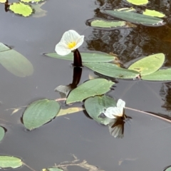 Ottelia ovalifolia (Swamp Lily) at Sutton, NSW - 9 Jan 2024 by Whirlwind