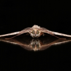Cleora lacteata (A Geometrid moth (Ennominae)) at Wellington Point, QLD - 22 Feb 2024 by TimL