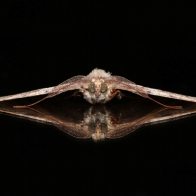 Cleora lacteata (A Geometrid moth (Ennominae)) at Wellington Point, QLD - 22 Feb 2024 by TimL