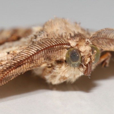 Cleora lacteata (A Geometrid moth (Ennominae)) at  - suppressed by TimL