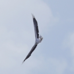 Haliaeetus leucogaster (White-bellied Sea-Eagle) at Cleveland, QLD - 18 Feb 2024 by TimL