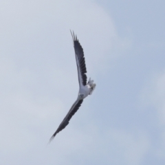 Icthyophaga leucogaster (White-bellied Sea-Eagle) at Cleveland, QLD - 18 Feb 2024 by TimL