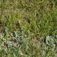 Zizina otis (Common Grass-Blue) at Lawson North Grasslands - 8 Feb 2024 by MaryLyons