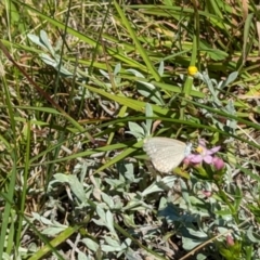 Zizina otis at Dawn Crescent Grassland (DCG) - 9 Feb 2024 10:22 AM