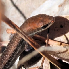 Carlia tetradactyla at Chiltern-Mt Pilot National Park - 16 Feb 2024 by KylieWaldon