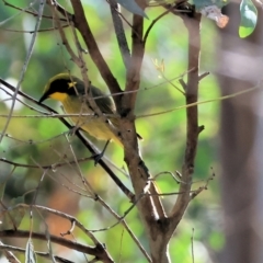 Lichenostomus melanops (Yellow-tufted Honeyeater) at Chiltern-Mt Pilot National Park - 16 Feb 2024 by KylieWaldon