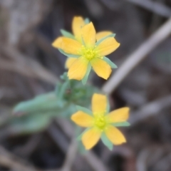 Hypericum gramineum (Small St Johns Wort) at Chiltern-Mt Pilot National Park - 16 Feb 2024 by KylieWaldon