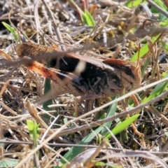 Gastrimargus musicus (Yellow-winged Locust or Grasshopper) at Chiltern-Mt Pilot National Park - 17 Feb 2024 by KylieWaldon