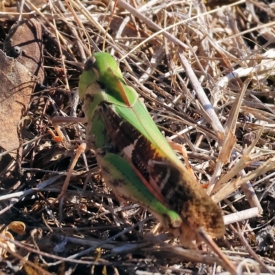Unidentified Grasshopper (several families) at Chiltern, VIC - 16 Feb 2024 by KylieWaldon