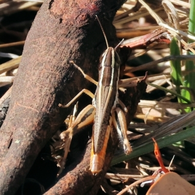 Macrotona sp. (genus) at Chiltern, VIC - 16 Feb 2024 by KylieWaldon